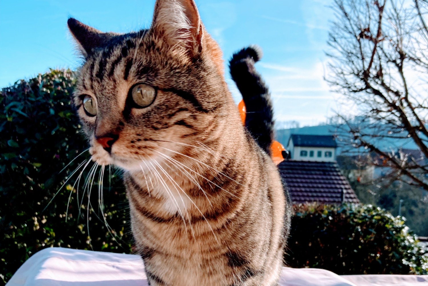 Avviso scomparsa Gatto incrocio di razze Femmina , 6 anni Moudon Svizzera