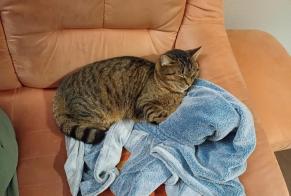 Avviso scomparsa Gatto incrocio di razze Maschio , 4 anni Valbirse Svizzera