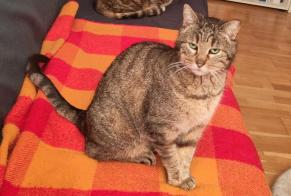 Vermësstemeldung Kaz Weiblech , 10 joer Villars-sur-Glâne Suisse