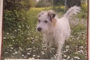 Vermësstemeldung Hond  Männlech , 10 joer Chêne-Bourg Suisse