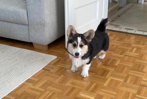 Fundmeldung Hond  Männlech Plan-les-Ouates Suisse