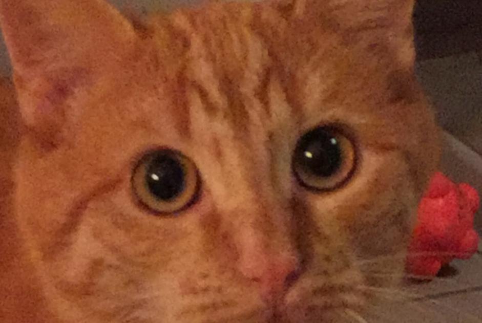 Vermësstemeldung Kaz  Männlech , 4 joer Conthey Suisse