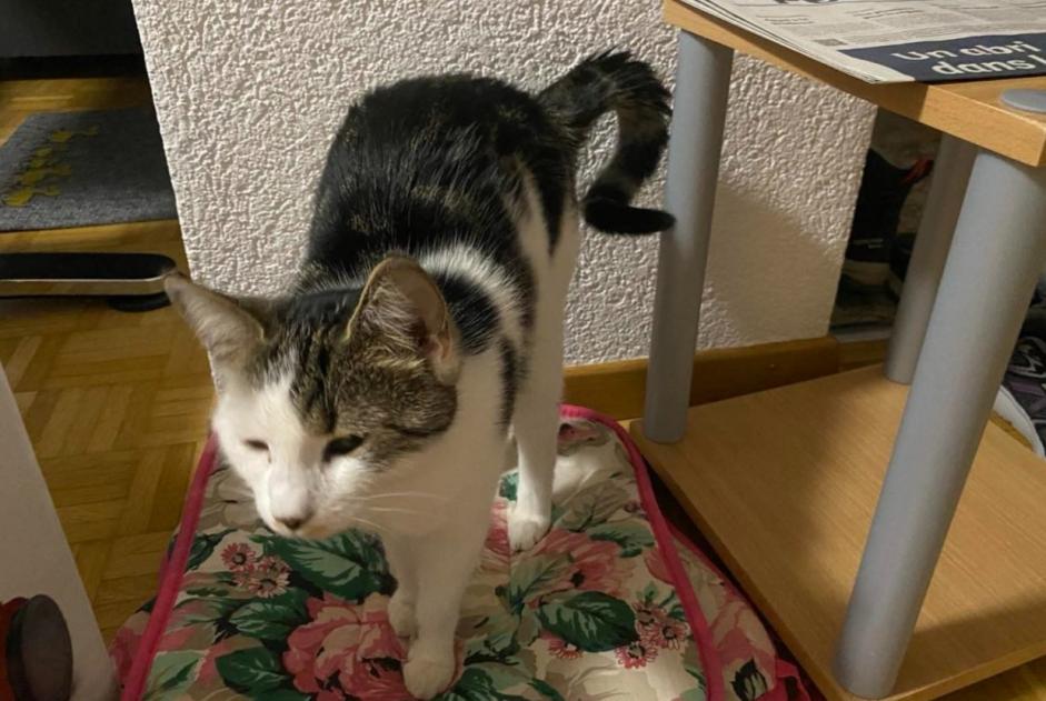 Verdwijningsalarm Kat Vrouwtje , 1 jaar Courtelary Zwitserland