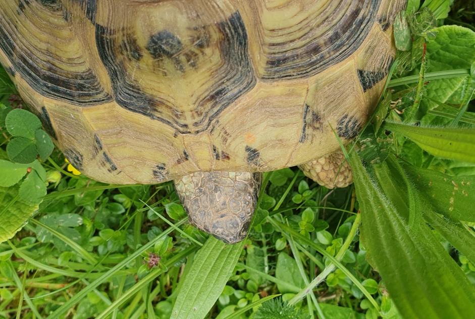 Ontdekkingsalarm Schildpad Onbekend Delémont Zwitserland