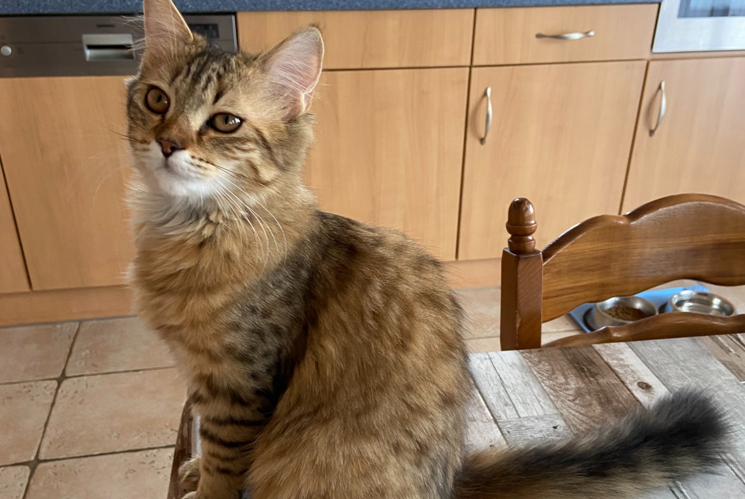Verdwijningsalarm Kat  Vrouwtje , 1 jaar L'Isle Zwitserland