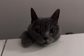 Ontdekkingsalarm Kat  Vrouwtje Wien Oostenrijk