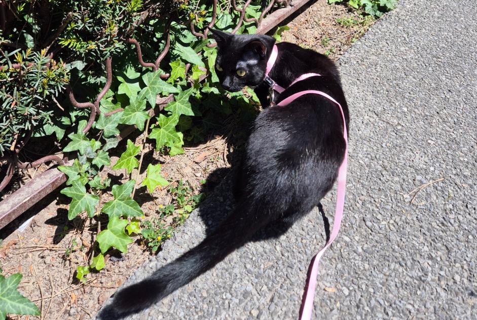 Alerta desaparecimento Gato  Macho , 1 anos Genève Switzerland