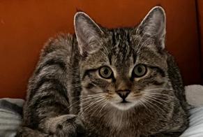 Alerta desaparecimento Gato  Fêmea , 1 anos Vallorbe Switzerland