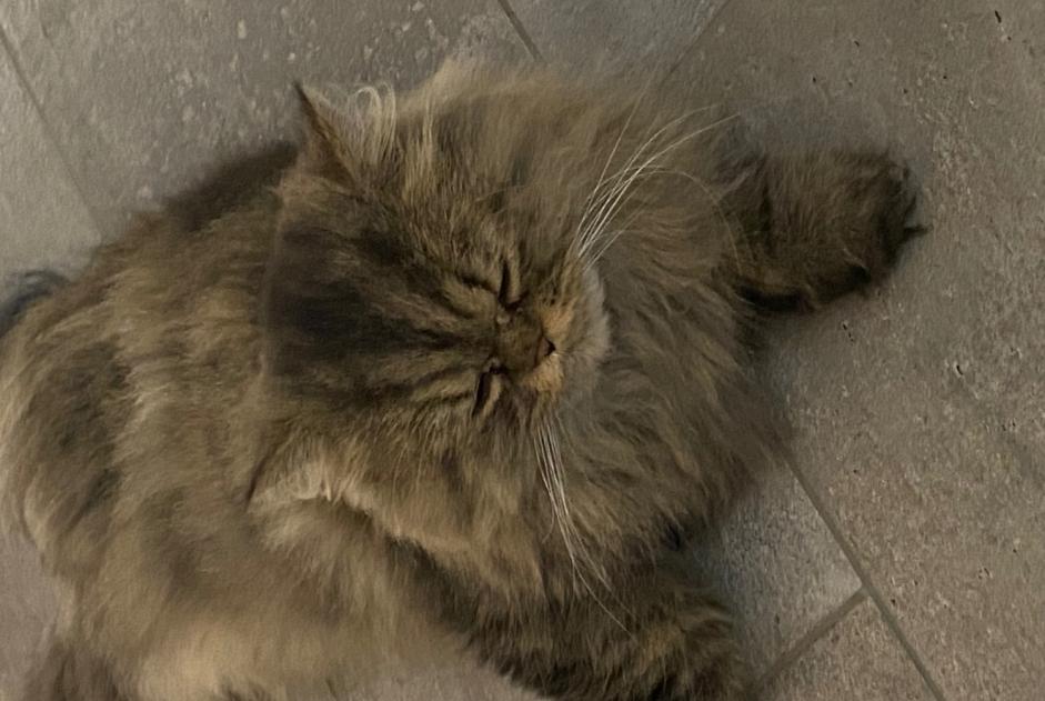 Alerta desaparecimento Gato  Macho , 5 anos Bienne Switzerland