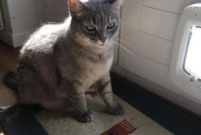 Alerta desaparecimento Gato cruzamento Fêmea , 6 anos Nyon Switzerland