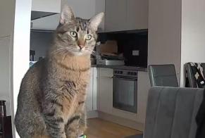 Alerta desaparecimento Gato  Macho , 2 anos Innsbruck Austria